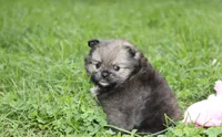 Jazzy, a female Pomeranian for sale in Millersburg, OH – 7 of 10