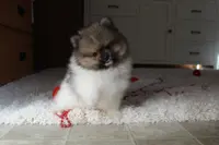 Kendall, a male Pomeranian for sale in Millersburg, OH – Photo 6 of 10