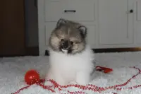 Kendall, a male Pomeranian for sale in Millersburg, OH – Photo 1 of 10