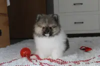 Kendall, a male Pomeranian for sale in Millersburg, OH – Photo 7 of 10