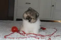 Kendall, a male Pomeranian for sale in Millersburg, OH – Photo 8 of 10