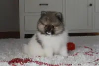 Kendall, a male Pomeranian for sale in Millersburg, OH – Photo 2 of 10