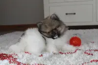 Kendall, a male Pomeranian for sale in Millersburg, OH – Photo 3 of 10