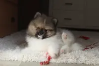 Kendall, a male Pomeranian for sale in Millersburg, OH – Photo 5 of 10