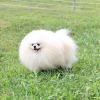 Kendall, a male Pomeranian for sale in Millersburg, OH – Photo 10 of 10