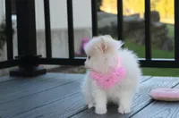 Marshmallow , a female Pomeranian for sale in Millersburg, OH – 2 of 9