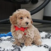 Rex, a male Bichon Frise and Poodle - Toy  for sale in Millersburg, OH – Photo 9 of 10