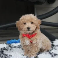 Rex, a male Bichon Frise and Poodle - Toy  for sale in Millersburg, OH – Photo 1 of 10