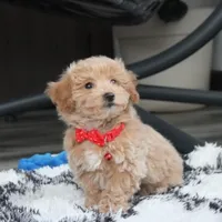 Rex, a male Bichon Frise and Poodle - Toy  for sale in Millersburg, OH – Photo 3 of 10