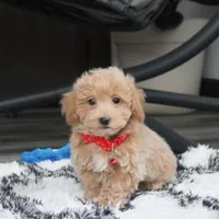Rex, a male Bichon Frise and Poodle - Toy  for sale in Millersburg, OH – Photo 8 of 10