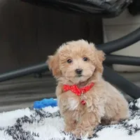 Rex, a male Bichon Frise and Poodle - Toy  for sale in Millersburg, OH – Photo 2 of 10