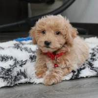 Rex, a male Bichon Frise and Poodle - Toy  for sale in Millersburg, OH – Photo 6 of 10