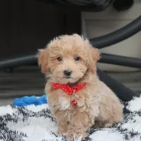 Rex, a male Bichon Frise and Poodle - Toy  for sale in Millersburg, OH – Photo 10 of 10