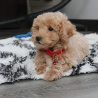 Rex, a male Bichon Frise and Poodle - Toy  for sale in Millersburg, OH – Photo 4 of 10