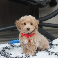 Rex, a male Bichon Frise and Poodle - Toy  for sale in Millersburg, OH – Photo 7 of 10