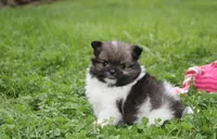 Juno, a female Pomeranian for sale in Millersburg, OH – 8 of 10