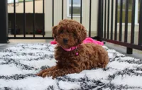 Sally, a female Poodle - Miniature  for sale in Millersburg, OH – 4 of 10
