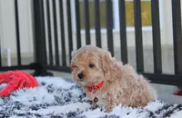 Kirian, a male Maltipoo for sale in Millersburg, OH – 5 of 5