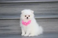 Reese, a female Pomeranian for sale in Millersburg, OH – 10 of 10