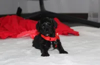 River, a male Yorkipoo for sale in Millersburg, OH – 7 of 7