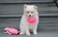 Luna, a female Pomeranian for sale in Millersburg, OH – 6 of 10