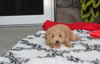 Kelby, a male Bichpoo for sale in Millersburg, OH – 9 of 10