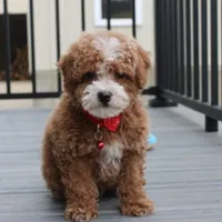 Tyson, a male Bichon Frise and Poodle - Toy  for sale in Millersburg, OH – Photo 2 of 8