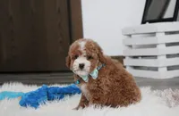 processed/372500d9-e45c-4835-98b9-9f1b9c70b322/listing/becc2490-7e2e-42d2-b45f-323b9c8ff0b3/17a22621-98e6-4545-9c80-9312e2fab021