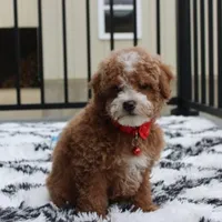 Tyson, a male Bichon Frise and Poodle - Toy  for sale in Millersburg, OH – Photo 8 of 8