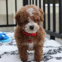 Tyson, a male Bichon Frise and Poodle - Toy  for sale in Millersburg, OH – Photo 3 of 8