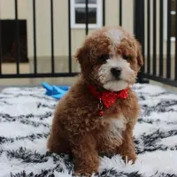 Tyson, a male Bichon Frise and Poodle - Toy  for sale in Millersburg, OH – Photo 7 of 8