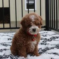 Tyson, a male Bichon Frise and Poodle - Toy  for sale in Millersburg, OH – Photo 4 of 8