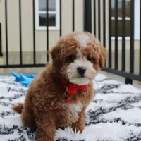 Tyson, a male Bichon Frise and Poodle - Toy  for sale in Millersburg, OH – Photo 5 of 8