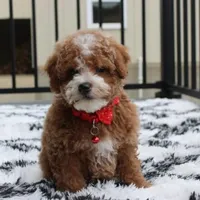 Tyson, a male Bichon Frise and Poodle - Toy  for sale in Millersburg, OH – Photo 1 of 8