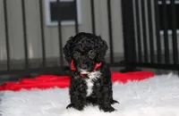 Bobby, a male Poodle - Miniature  for sale in Millersburg, OH – 2 of 9