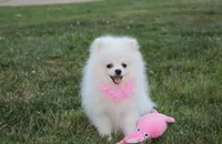 Reese, a female Pomeranian for sale in Millersburg, OH – 6 of 8