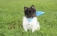ZIGGY, a male Pomeranian for sale in Millersburg, OH – 8 of 10
