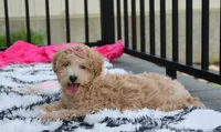 Sadie , a female Bichpoo for sale in Millersburg, OH – 2 of 5