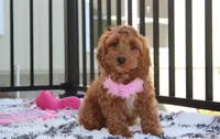 Lily, a female Cockapoo for sale in Millersburg, OH – 3 of 5