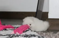 Reese, a female Pomeranian for sale in Millersburg, OH – 7 of 10