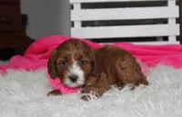 Macy, a female Cavapoo for sale in Millersburg, OH – 6 of 6
