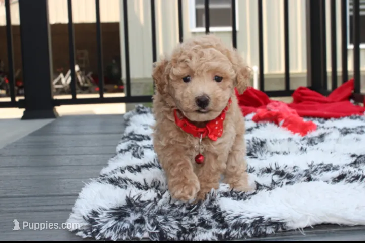 Kelby – Bichpoo puppy for sale in Millersburg, OH