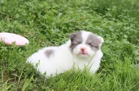 Flora, a female Pomeranian for sale in Millersburg, OH – 3 of 10