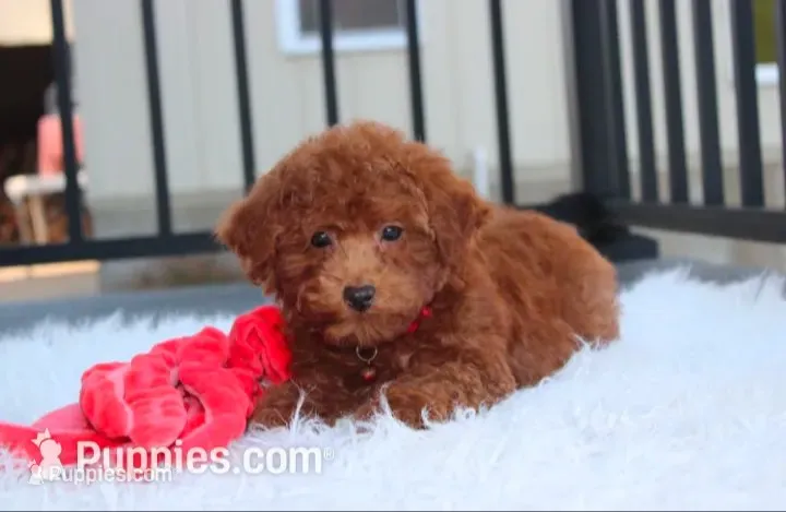 Simba – Bichpoo puppy for sale in Millersburg, OH