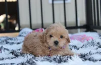 Kira, a female Maltipoo for sale in Millersburg, OH – 1 of 4