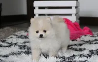 Raine, a female Pomeranian for sale in Millersburg, OH – 5 of 10