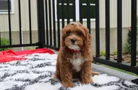 Freddy , a male Cavapoo for sale in Millersburg, OH – 3 of 8