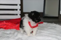 ZIGGY, a male Pomeranian for sale in Millersburg, OH – 4 of 7