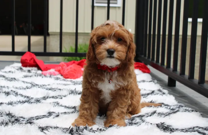Freddy  – Cavapoo puppy for sale in Millersburg, OH
