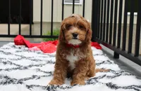Freddy , a male Cavapoo for sale in Millersburg, OH – 1 of 8